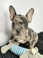 SALE! Stitch, a male French Bulldog for sale in Orange City, IA – 1 of 5