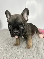 Nebula, a female French Bulldog for sale in Orange City, IA – 3 of 4