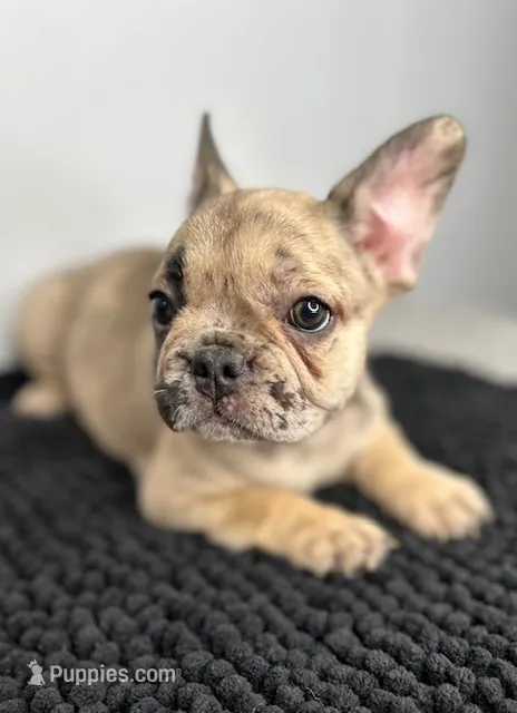 Wendi – French Bulldog puppy for sale in Orange City, IA