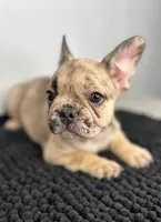 Wendi, a female French Bulldog for sale in Orange City, IA – 1 of 5