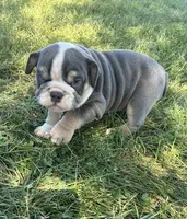 Mimi, a female English Bulldog for sale in Orange City, IA – 4 of 5