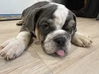 Juliet, a female English Bulldog for sale in Orange City, IA – 2 of 3