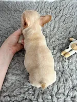 Theodore, a male French Bulldog for sale in Orange City, IA – Photo 5 of 5