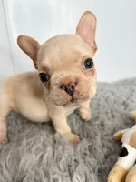 Theodore, a male French Bulldog for sale in Orange City, IA – Photo 1 of 5