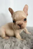 Theodore, a male French Bulldog for sale in Orange City, IA – Photo 3 of 5