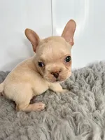 Theodore, a male French Bulldog for sale in Orange City, IA – Photo 2 of 5