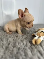 Theodore, a male French Bulldog for sale in Orange City, IA – Photo 4 of 5