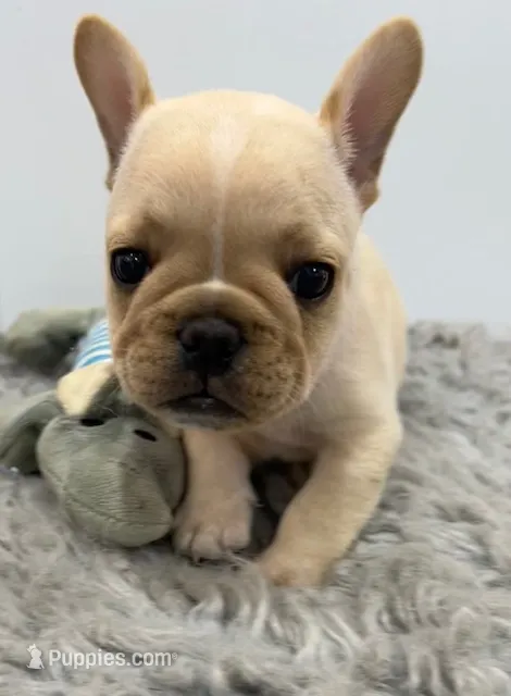 Jack – French Bulldog puppy for sale in Orange City, IA