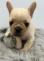Jack, a male French Bulldog for sale in Orange City, IA – 1 of 3