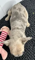 Kiki, a female French Bulldog for sale in Orange City, IA – 4 of 5