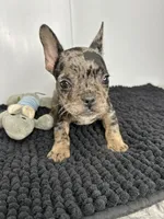SALE! Stitch, a male French Bulldog for sale in Orange City, IA – 3 of 5