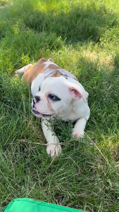 Patricia, a female English Bulldog for sale in Orange City, IA – 6 of 6