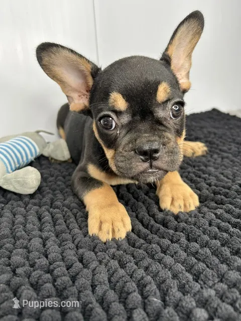 SALE! Thor – French Bulldog puppy for sale in Orange City, IA