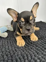 SALE! Thor, a male French Bulldog for sale in Orange City, IA – 1 of 5