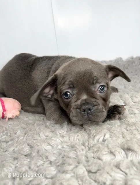 Jenna – French Bulldog puppy for sale in Orange City, IA