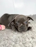 Jenna, a female French Bulldog for sale in Orange City, IA – 1 of 4