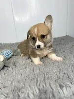 Bobby, a female Pembroke Welsh Corgi for sale in Orange City, IA – 2 of 5