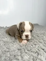 Laney, a female English Bulldog for sale in Orange City, IA – 5 of 5