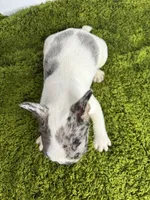 Lenny, a male French Bulldog for sale in Orange City, IA – 4 of 4