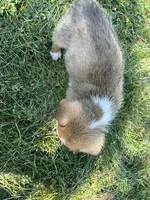 Marco, a male Pembroke Welsh Corgi for sale in Orange City, IA – 3 of 4