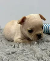 Liam, a male French Bulldog for sale in Orange City, IA – 2 of 3