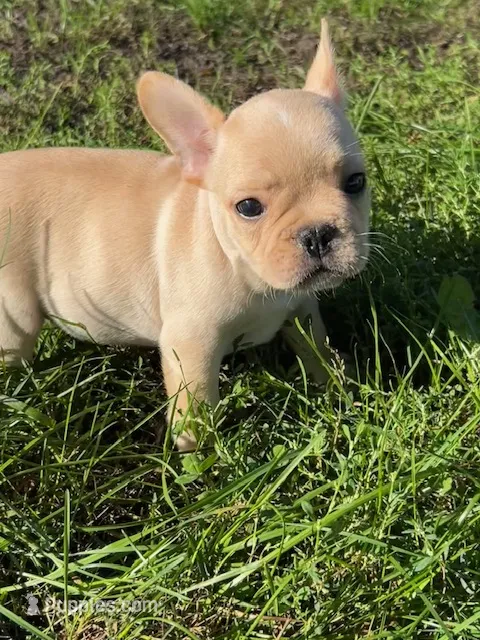 Liam – French Bulldog puppy for sale in Orange City, IA