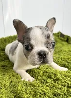 Lenny, a male French Bulldog for sale in Orange City, IA – 1 of 4