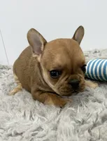 Willie, a male French Bulldog for sale in Orange City, IA – 5 of 5