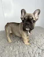 Gamora, a female French Bulldog for sale in Orange City, IA – 2 of 5