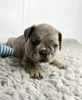 Leo, a male French Bulldog for sale in Orange City, IA – 2 of 5