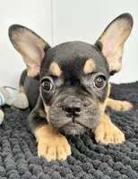 SALE! Thor, a male French Bulldog for sale in Orange City, IA – 5 of 5