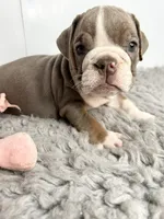 Janey, a female English Bulldog for sale in Orange City, IA – 4 of 5