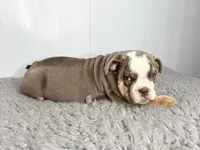 Gregory, a male English Bulldog for sale in Orange City, IA – Photo 4 of 7