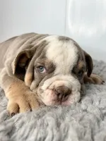 Gregory, a male English Bulldog for sale in Orange City, IA – Photo 6 of 7