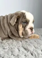 Gregory, a male English Bulldog for sale in Orange City, IA – Photo 3 of 7