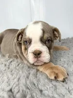 Gregory, a male English Bulldog for sale in Orange City, IA – Photo 2 of 7