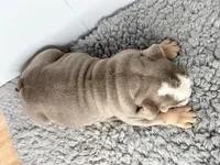 Gregory, a male English Bulldog for sale in Orange City, IA – Photo 5 of 7