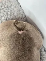 Gregory, a male English Bulldog for sale in Orange City, IA – Photo 7 of 7