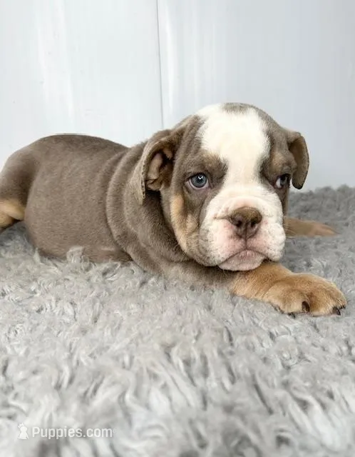 Gregory – English Bulldog puppy for sale in Orange City, IA