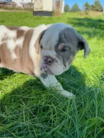 Callie, a female English Bulldog for sale in Orange City, IA – 2 of 4