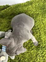 Willem, a male French Bulldog for sale in Orange City, IA – 3 of 5