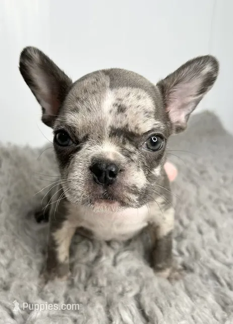 Linnie – French Bulldog puppy for sale in Orange City, IA