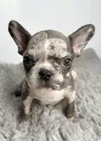 Linnie, a female French Bulldog for sale in Orange City, IA – 1 of 5