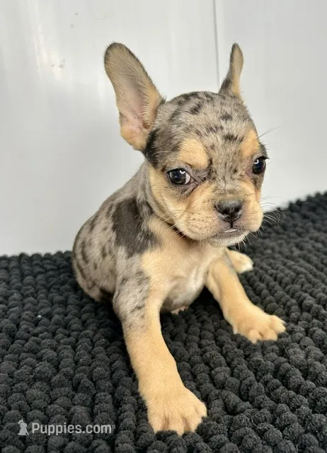 SALE! Nani – French Bulldog puppy for sale in Orange City, IA