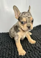 SALE! Nani, a female French Bulldog for sale in Orange City, IA – 1 of 5