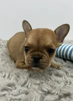 Frankie, a male French Bulldog for sale in Orange City, IA – 4 of 4