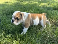 Benny, a male English Bulldog for sale in Orange City, IA – 4 of 4