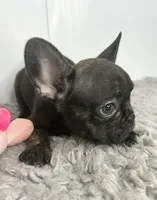 SALE! Juliet, a female French Bulldog for sale in Orange City, IA – 4 of 4