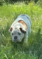 Debbie, a female English Bulldog for sale in Orange City, IA – 2 of 6