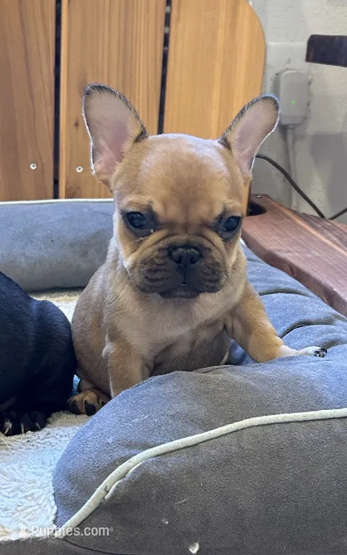 Lola – French Bulldog puppy for sale in Orange City, IA